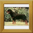 Iwan v. Fusse d. Eifel 