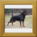 Herbie v. Grüntenblick