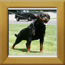 Herbie v. Grüntenblick