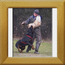 Herbie v. Grüntenblick