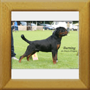 Burning des Princes d´Aragone