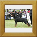 Burning des Princes d´Aragone