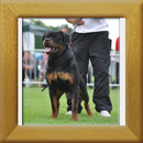 Burning des Princes d´Aragone