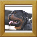 Burning des Princes dAragone