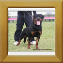 Indios dell´Antico Guerriero