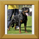 Indios dell´Antico Guerriero