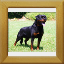 Indios dell´Antico Guerriero