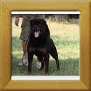 Lenz v. d. Hassberghöhen