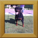 Lenz v. d. Hassberghöhen