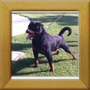 Lenz v. d. Hassberghöhen