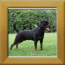 Lenz v. d. Hassberghöhen