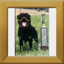 Falco v.d. Teufelsbrücke