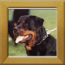 Falco v.d. Teufelsbrucke