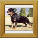 Falco v.d. Teufelsbrucke