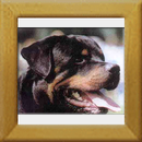 Noris vom Gruntemblick