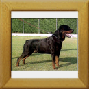 Noris vom Gruntenblick