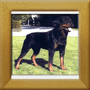 Noris vom Gruntenblick