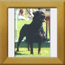 Noris vom Gruntenblick