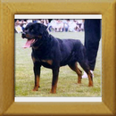 Brutus v.d Hammerschmiede