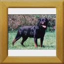 Brutus v.d Hammerschmiede