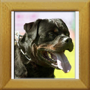 Akino v.d. Lauterbrucke