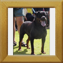 Akino v.d. Lauterbrucke