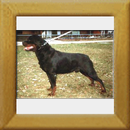 Akino v.d. Lauterbrucke