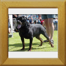 Akino v.d. Lauterbrucke