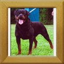 Akino v.d. Lauterbrucke