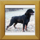 Akino v.d. Lauterbrucke