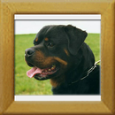 Chan v.d. Bleichstrasse