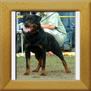 Chan v.d. Bleichstrasse