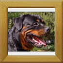 Eros v.d. Burg Weibertreu