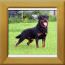 Eros v.d. Burg Weibertreu