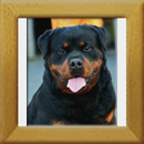 Ambassador v. Shambala