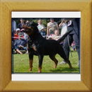 Ambassador v. Shambala