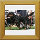 Ambassador v. Shambala