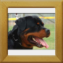 Ambassador v. Shambala